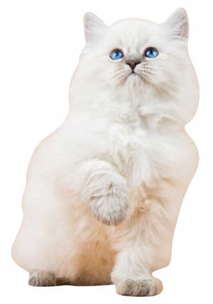 Aimant de réfrigérateur personnalisé avec photo de chat mignon