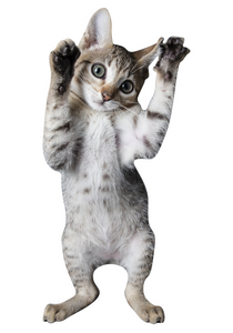 Aimant de réfrigérateur personnalisé avec photo de chat mignon